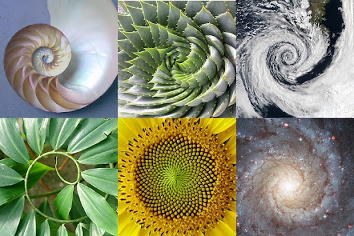 Immagine di Fibonacci Day…la matematica nell’universo
