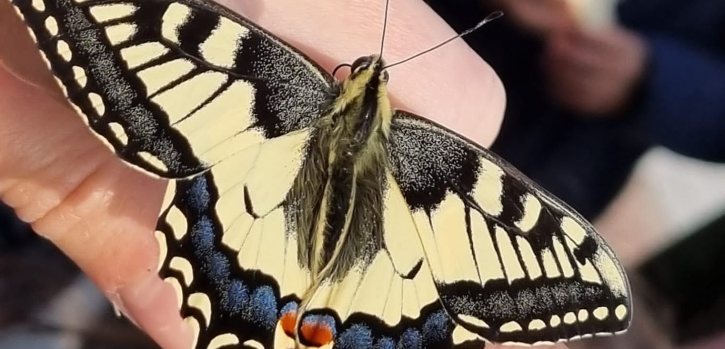 Immagine di Farfalle, creature meravigliose!