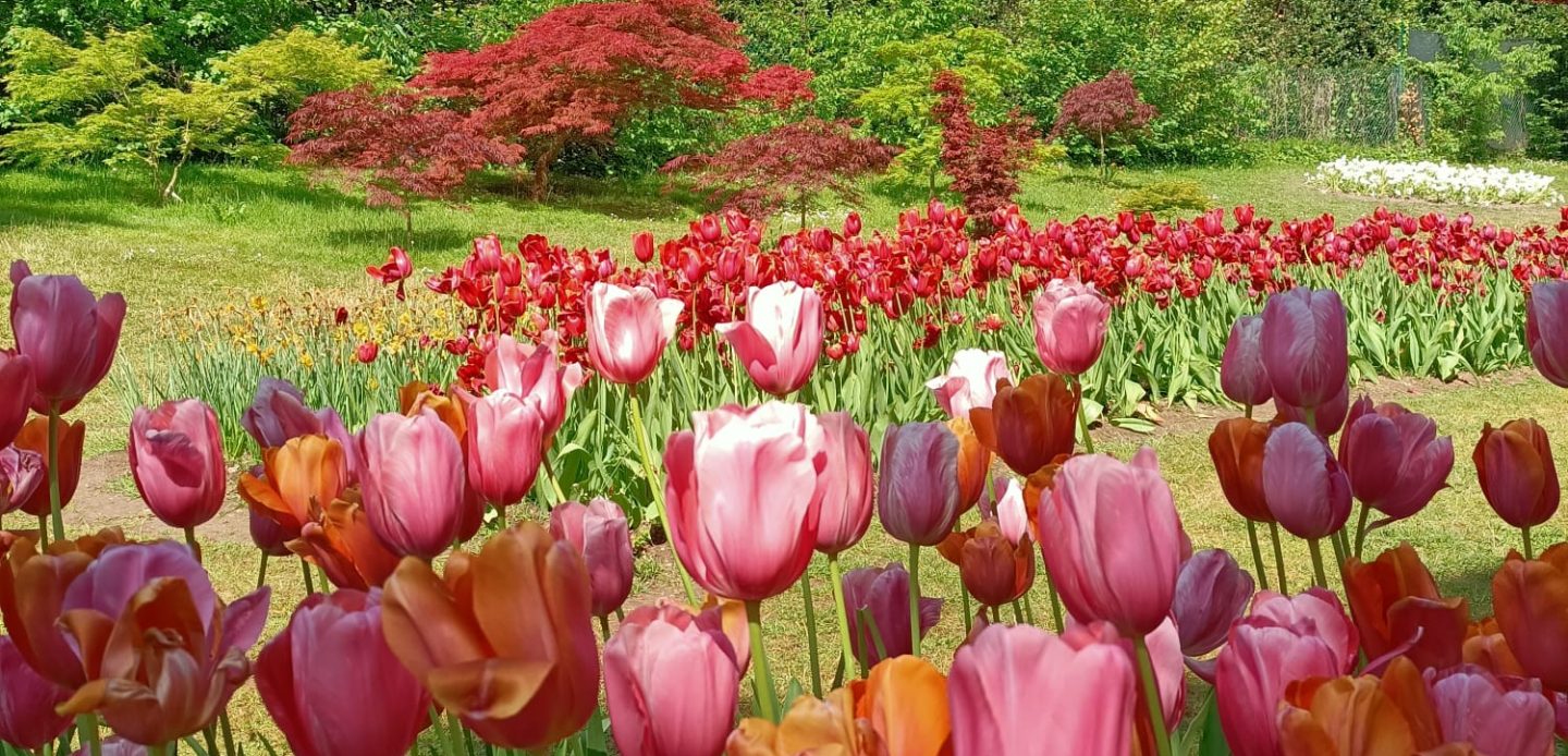 Immagine di Parco Sigurtà