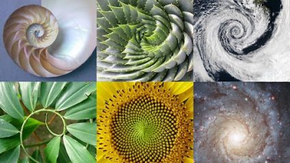 Immagine di Fibonacci Day…la matematica nell’universo