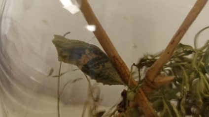 Immagine di Benvenuta primavera