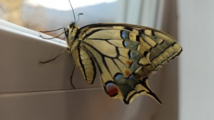 Immagine di Benvenuta primavera