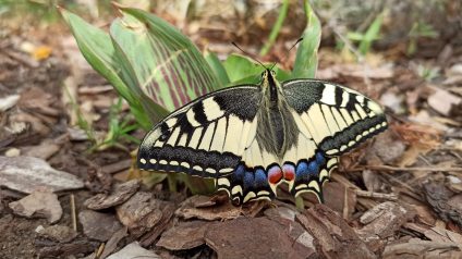Immagine di Benvenuta primavera