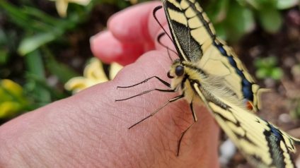 Immagine di Farfalle, creature meravigliose!