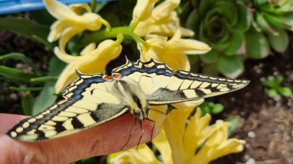 Immagine di Farfalle, creature meravigliose!