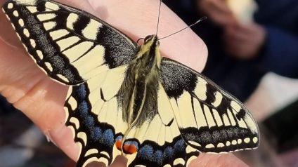 Immagine di Farfalle, creature meravigliose!