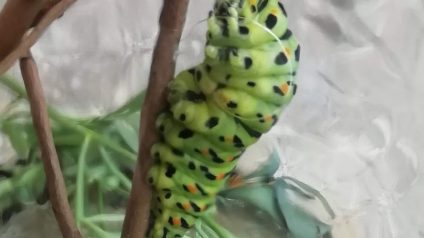 Immagine di Farfalle, creature meravigliose!