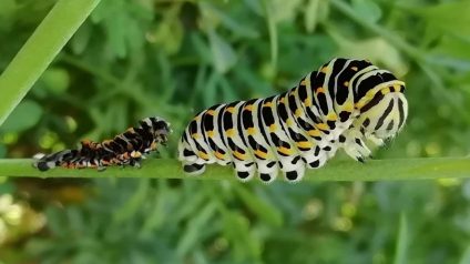 Immagine di Farfalle, creature meravigliose!