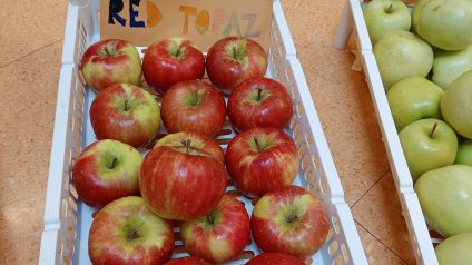 Immagine di Progetto frutteto
