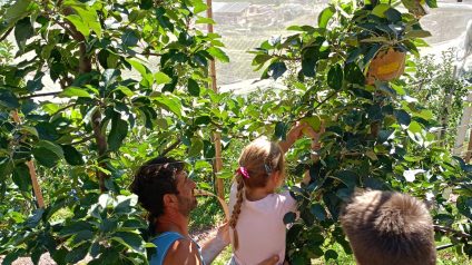 Immagine di Progetto frutteto