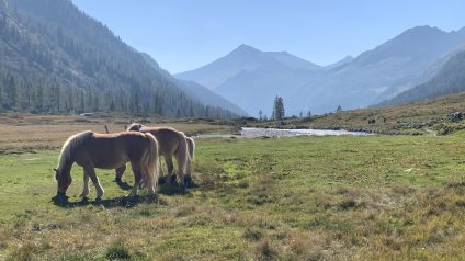 Immagine di “Rifugiarsi nel Parco” presso il Rifugio Val di Fumo